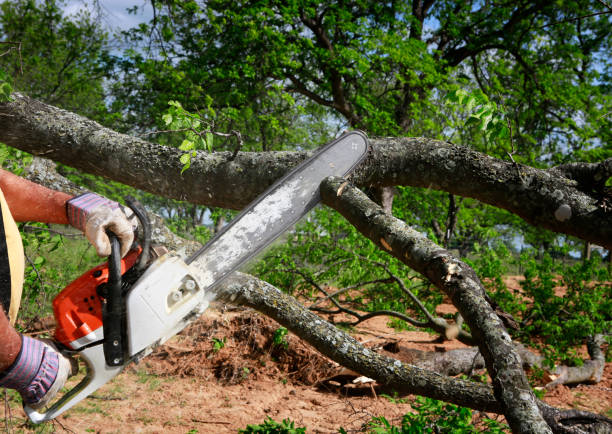 How Our Tree Care Process Works  in  Hayden, AL